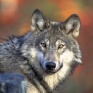 Chris Wolf