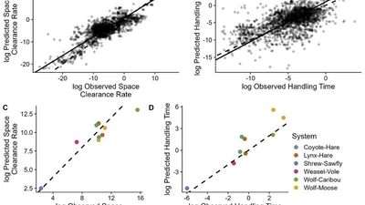 Simple, universal rules predict trophic interaction strengths featured image