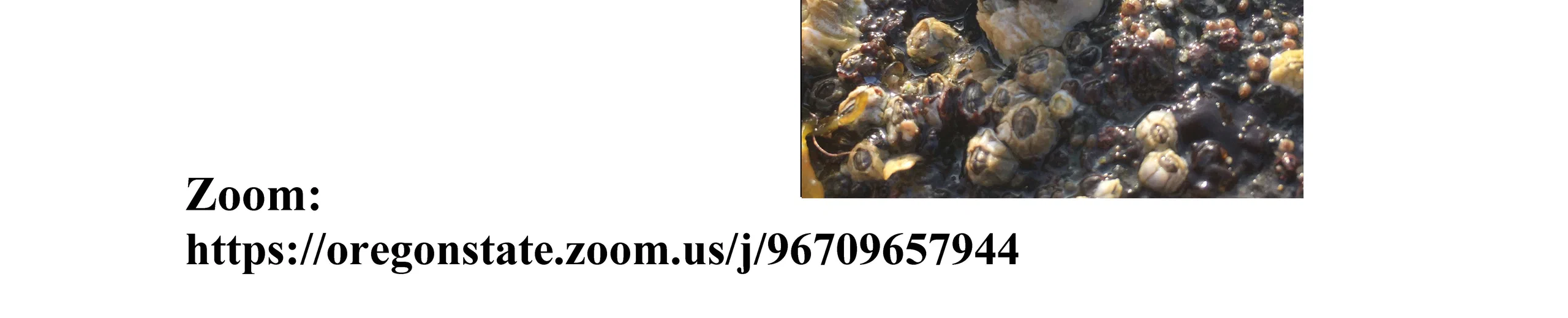The influence of prey predictability on the foraging behavior and movement of intertidal predators