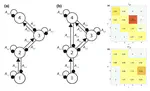 Exact probabilities for the indeterminacy of complex networks as perceived through press perturbations