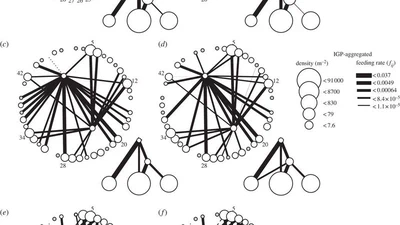 Trophic omnivory across a productivity gradient: intraguild predation theory and the structure and strength of species interactions featured image
