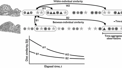 Timescales alter the inferred strength and temporal consistency of intraspecific diet specialization featured image