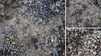Quantifying predator dependence in the functional response of generalist predators featured image