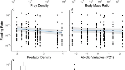 What drives interaction strengths in complex food webs? A test with feeding rates of a generalist stream predator featured image