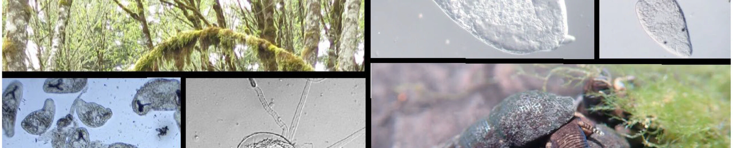 Age-prevalence curves in a multi-species parasite community
