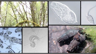 Age-prevalence curves in a multi-species parasite community featured image
