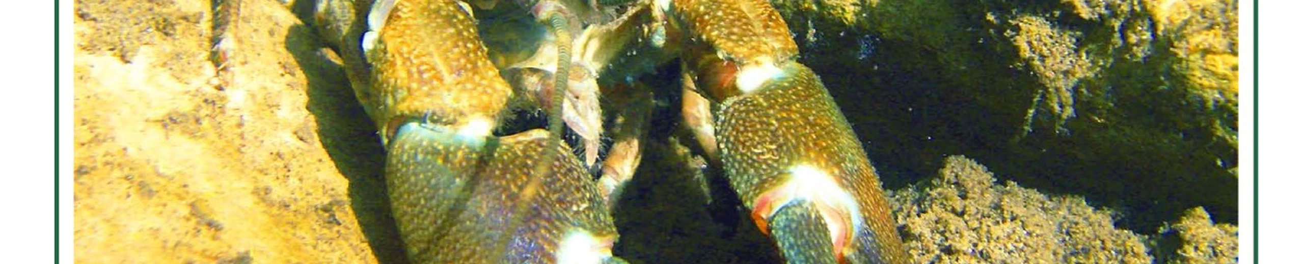 Using the functional response of a consumer to predict biotic resistance to invasive prey