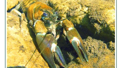 Using the functional response of a consumer to predict biotic resistance to invasive prey featured image